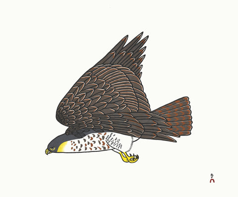 2019 DORSET SERIES Peregrine Falcon by PAUOJOUNGIE SAGGIAK