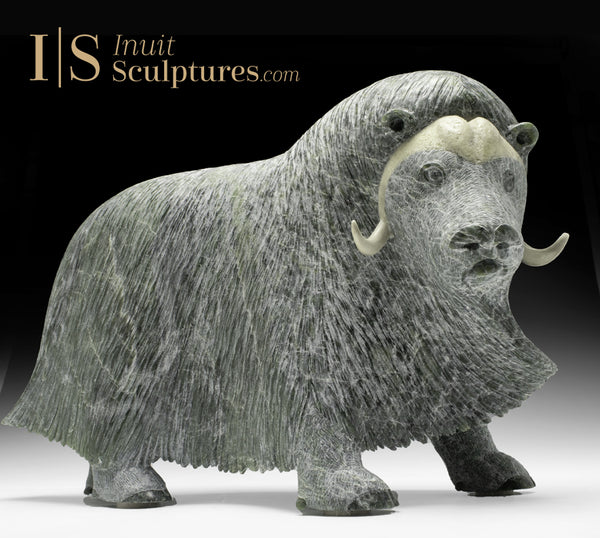 17" SIGNATURE Muskox by Lucassie Ikkidluak "Limey*