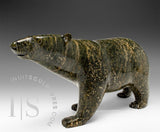 13" SIGNATURE Walking Bear by Tim Pee *Callisto*