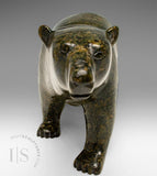13" SIGNATURE Walking Bear by Tim Pee *Callisto*