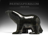 16" Striking Black Walking Bear by Ashevak Adla