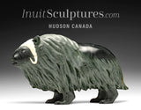 13" Muskox by Derrald Taylor *Waterfall*