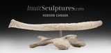 22"  Ivory Carved Walrus Tusk by Jonas Audlakiak  *Compadres*