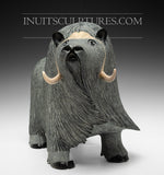 20" Muskox by Elite Carver Lucassie Ikkidluaq *Windswept Warrior*