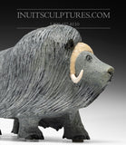 15" Exclusive Treasured Muskox by Lucassie Ikkidluaq