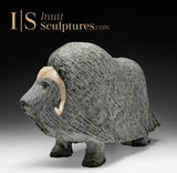 19" SIGNATURE Muskox by Lucassie Ikkidluak *Protector of the Herd*