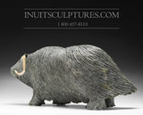 21" Iconic Masterpiece Muskox by Lucassie Ikkidluaq