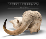 28" Full Muskox Skull  (died natural cause)