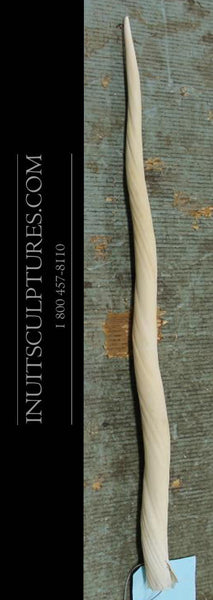 35" Bowed Narwhal Tusk