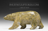 11" Golden Brown Walking Bear  Noah Jaw