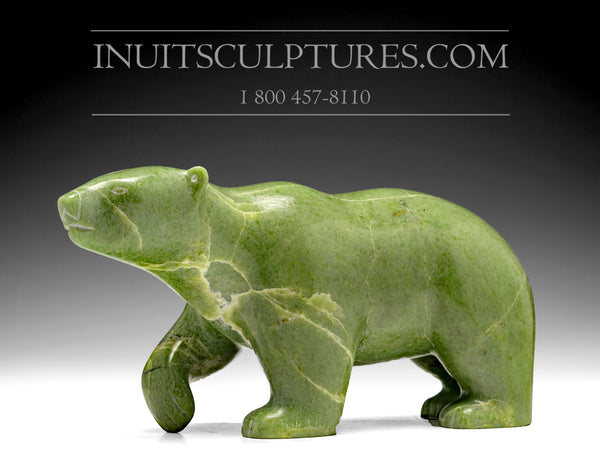 16" Unique Colored Walking Bear by Tuk Nuna