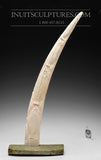 22"  Walrus Tusk by Jassie Keyookta  *Ancient Tales* (govt control)